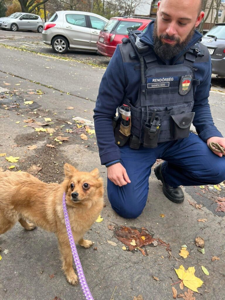 Ismét rendőr és állatvédők mentettek közösen bajba került kutyust